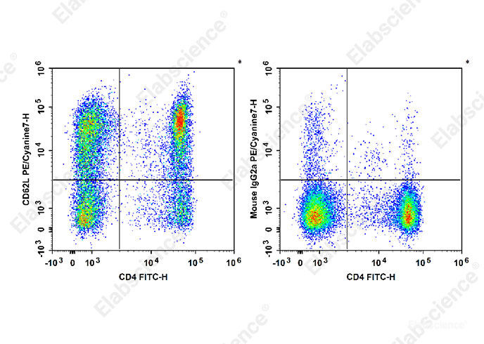 Human peripheral blood lymphocytes are stained with FITC Anti-Human CD4 Antibody and PE/Cyanine7 Anti-Human CD62L Antibody[HI62L] (Left). Lymphocytes are stained with FITC Anti-Human CD4 Antibody and PE/Cyanine7 Mouse IgG2a, κ Isotype Control (Right).