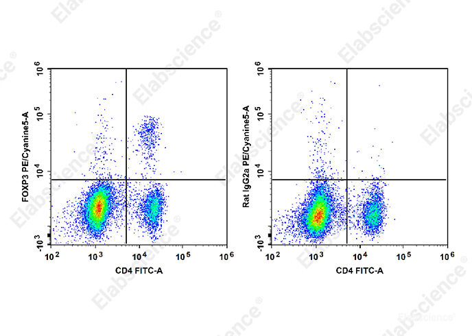 C57BL/6 murine splenocytes are stained with FITC Anti-Mouse CD4 Antibody and PE/Cyanine5 Anti-Mouse/Rat Foxp3 Antibody[FJK-16s] (Left). Splenocytes are stained with FITC Anti-Mouse CD4 Antibody and PE/Cyanine5 Rat IgG2a, κ Isotype Control (Right).