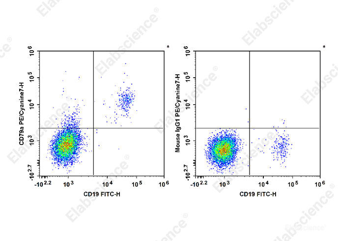 Staining of normal human peripheral blood cells with FITC Anti-Human CD19 Antibody and PE/Cyanine7 Anti-Human CD79a Antibody[HM47] (left) or PE/Cyanine7 Mouse IgG1, κ Isotype Control (right). Cells in the lymphocytes gate were used for analysis.