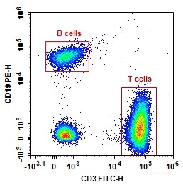 Human peripheral blood lymphocytes are stained with Anti-Human CD3-FITC/CD19-PE.