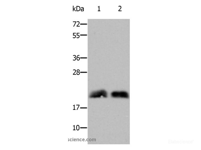 polyclonal antibody-Elabscience