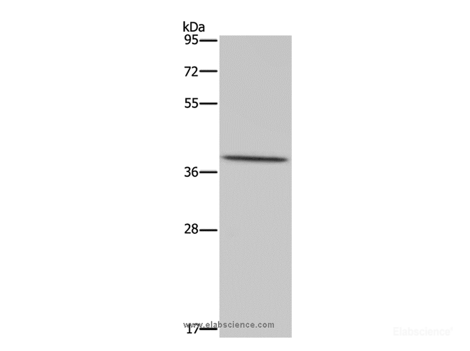 polyclonal antibody-Elabscience