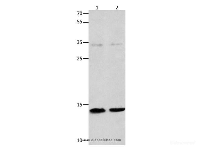 High Affinity and Specificity MYL9 Polyclonal Antibody E-AB-15791 at ...