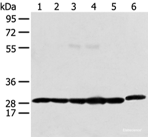 High Affinity and Specificity PRDX4 Polyclonal Antibody E-AB-19430 at ...