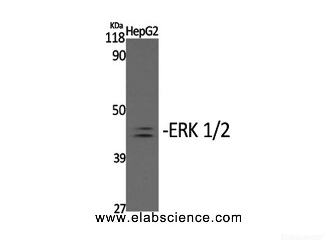 phospho antibody-Elabscience