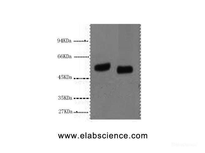 monoclonal antibody-Elabscience
