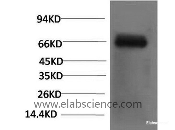 monoclonal antibody-Elabscience