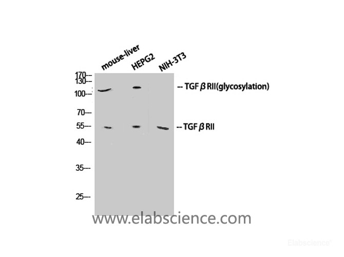 polyclonal antibody-Elabscience