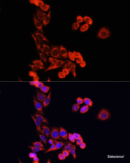 High Affinity and Specificity Cytochrome c Polyclonal Antibody at ...