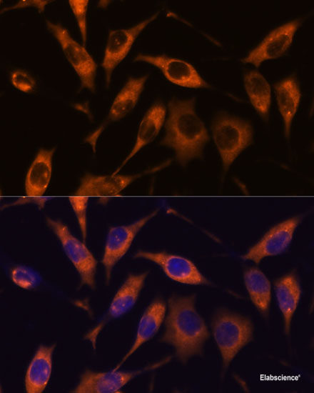 High Affinity And Specificity Atl2 Polyclonal Antibody E Ab At Elabscience Com