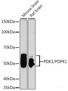 polyclonal antibody-Elabscience