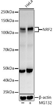 High Affinity and Specificity NRF2 Polyclonal Antibody E-AB-68254 at ...