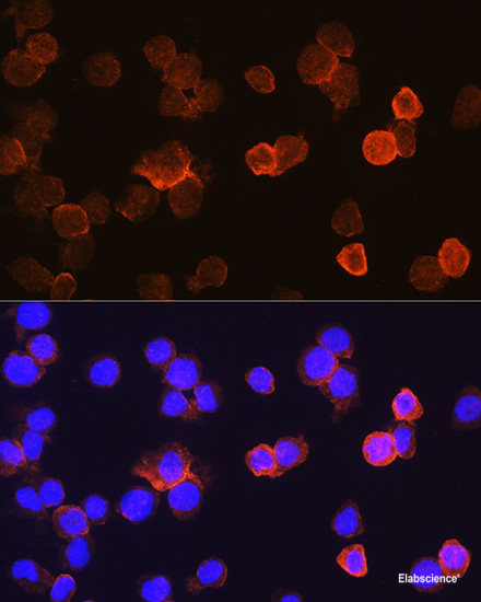 High Affinity and Specificity CD14 Polyclonal Antibody E-AB-68379 at ...