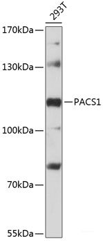 High Affinity and Specificity PACS1 Polyclonal Antibody E-AB-90445 at ...