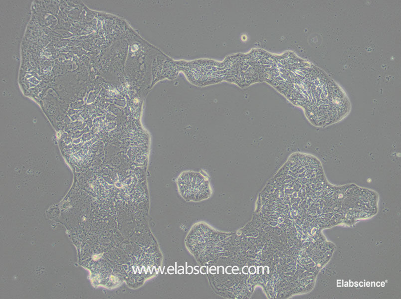 Purchase Calu-3 Cell Line CL-0054 for research and science from Elabscience