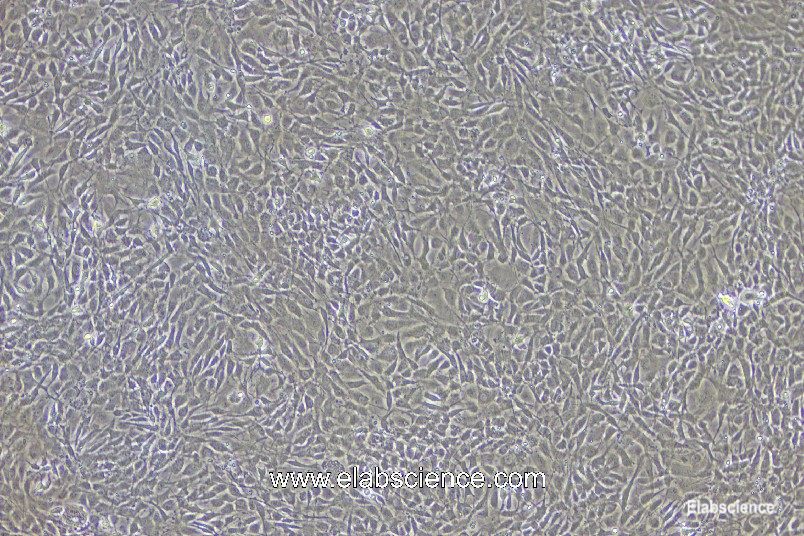 Ready-to-Use Rat Osteoblast CP-R091 Designed to Support and