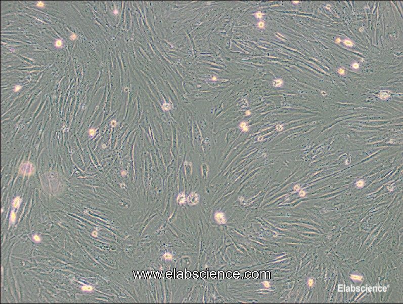 Mouse Adipose Mesenchymal Stem Cells