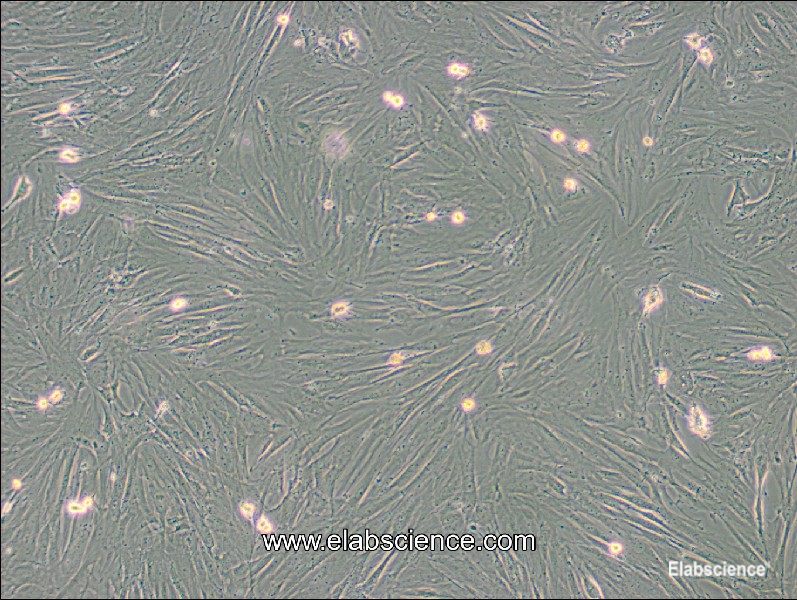 Mouse Adipose Stem Cell