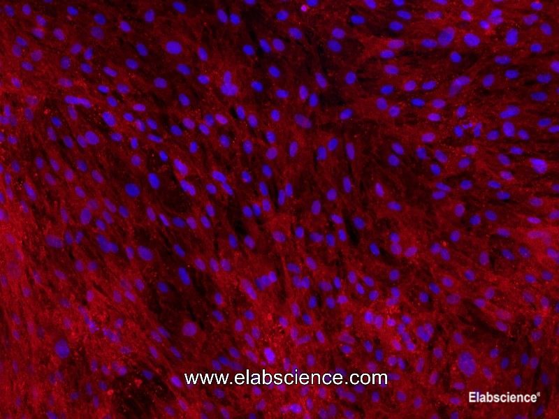 Rat Tendon Stem Cells
