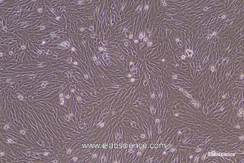 Rabbit Bone Marrow Mesenchymal Stem Cells