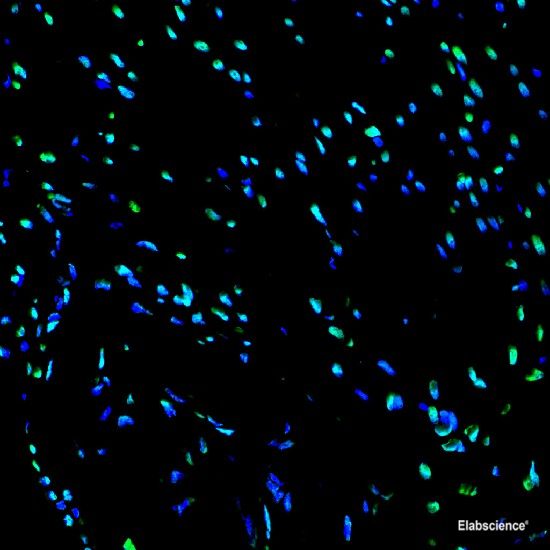 Paraffin embedded rat heart was treated with DNase I to fragment the DNA. DNA strand breaks showed intense fluorescent staining in DNase I treated sample (green). The cells were counterstained with DAPI (blue).This photo was taken by confocal microscope.
