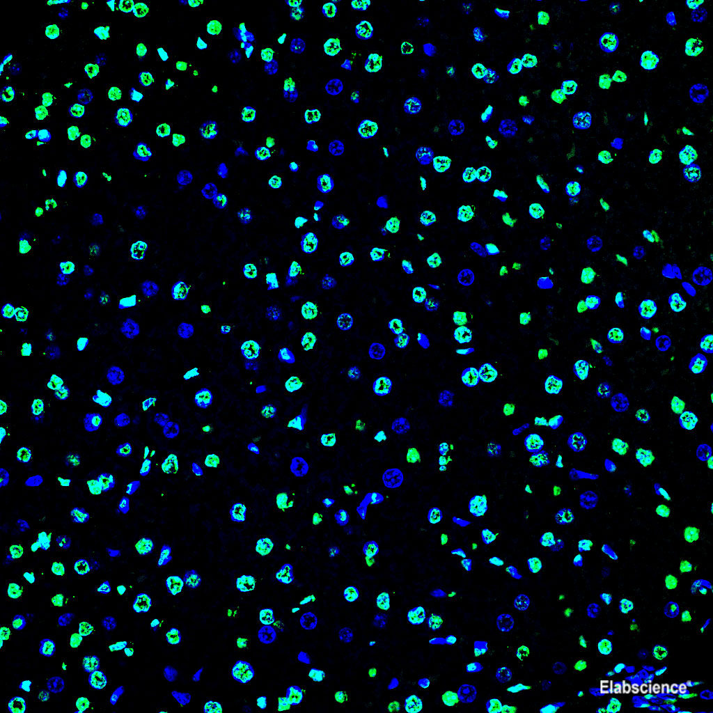 Paraffin embedded mouse liver was treated with DNase I to fragment the DNA. DNA strand breaks showed intense fluorescent staining in DNase I treated sample (green). The cells were counterstained with DAPI (blue).This photo was taken by confocal microscope