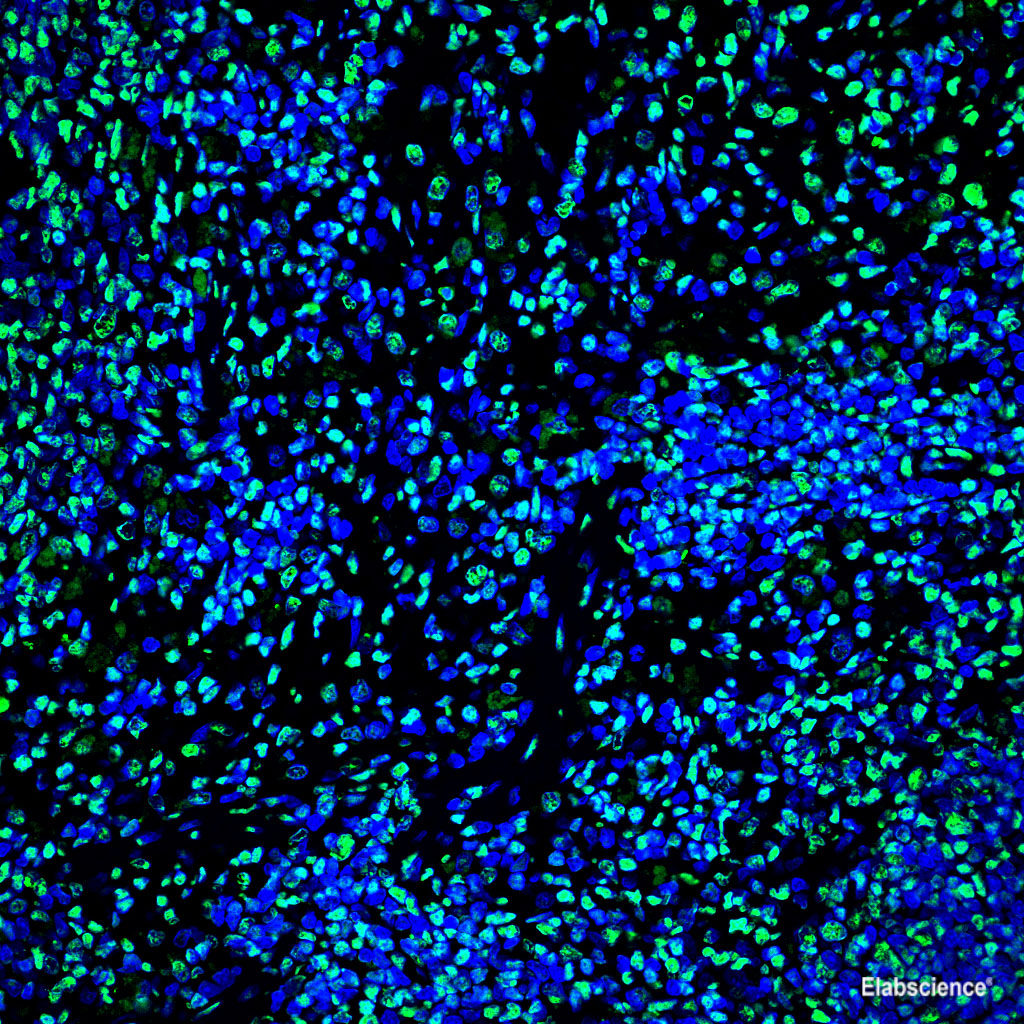Paraffin embedded mouse spleen was treated with DNase I to fragment the DNA. DNA strand breaks showed intense fluorescent staining in DNase I treated sample (green). The cells were counterstained with DAPI (blue).This photo was taken by confocal microscop