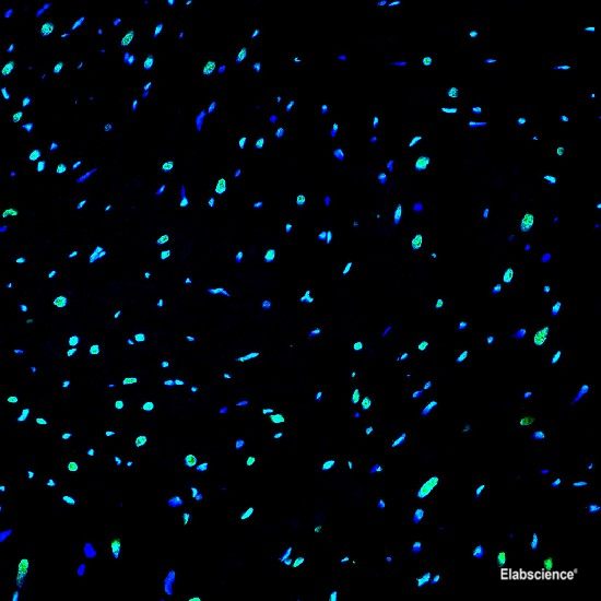 Paraffin embedded rat heart was treated with DNAse I to fragment the DNA. DNA strand breaks showed intense fluorescent staining in DNAse I treated sample (green). The cells were counterstained with DAPI (blue).This photo was taken by confocal microscope.