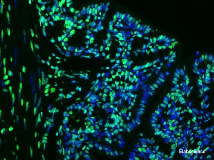 Paraffin embedded mouse colon was treated with DNAse I to fragment the DNA. DNA strand breaks showed intense fluorescent staining in DNAse I treated sample (green). The cells were counterstained with DAPI (blue).