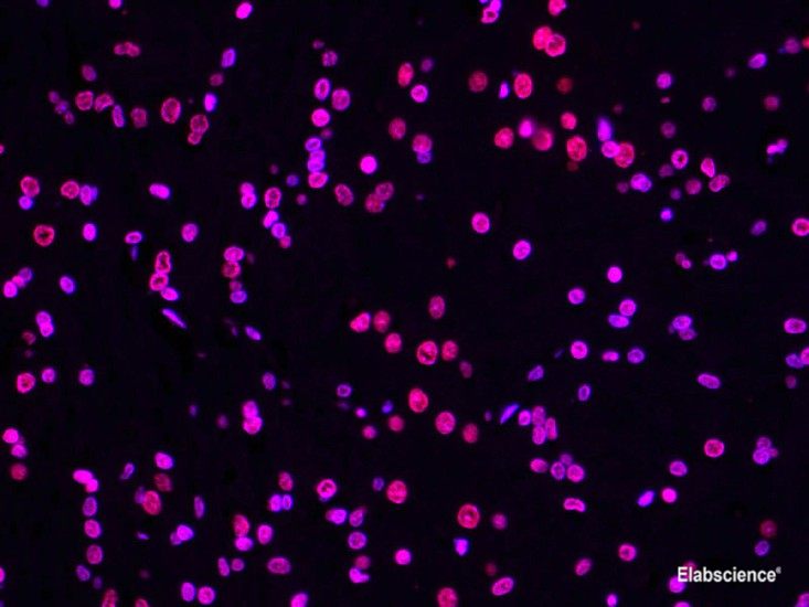 Paraffin embedded rat brain was treated with DNase I to fragment the DNA. DNA strand breaks showed intense fluorescent staining in DNase I treated sample (red). The cells were counterstained with DAPI (blue).
