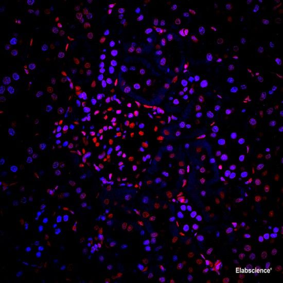 Paraffin embedded rat kidney was treated with DNase I to fragment the DNA. DNA strand breaks showed intense fluorescent staining in DNase I treated sample (blue). The cells were counterstained with PI (red).This photo was taken by confocal microscope.