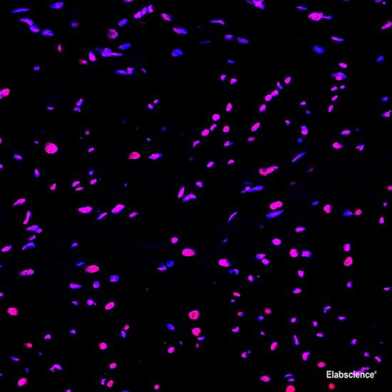 Paraffin embedded rat heart was treated with DNase I to fragment the DNA. DNA strand breaks showed intense fluorescent staining in DNase I treated sample (red). The cells were counterstained with DAPI (blue).This photo was taken by confocal microscope.