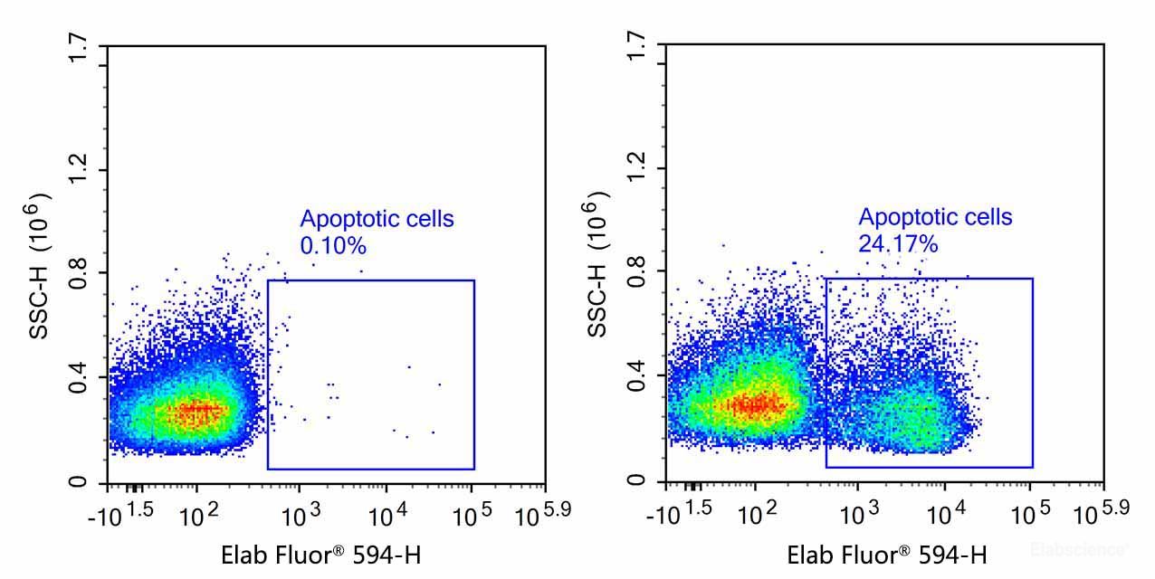 Flow cytometry analysis of camptothecin-induced apoptosis in Jarket cells.