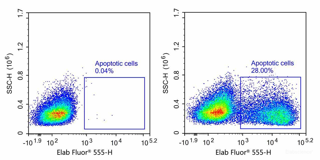 Flow cytometry analysis of camptothecin-induced apoptosis in Jarket cells.