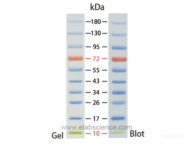 Pre-stained Protein Marker(10-180kDa)-Elabscience