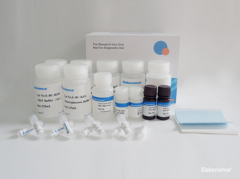 High Accuracy and Absorbability Western Blot Detection Kit-Elabscience