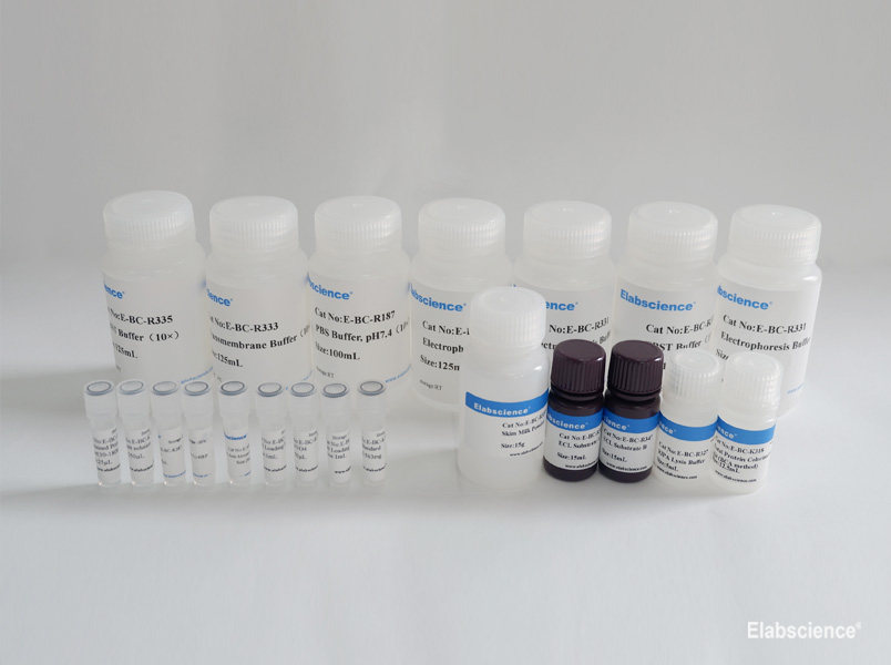 High Accuracy and Absorbability Western Blot Detection Kit-Elabscience
