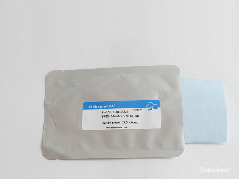 PVDF Membrane (0.22 μm) manufacturer Elabscience