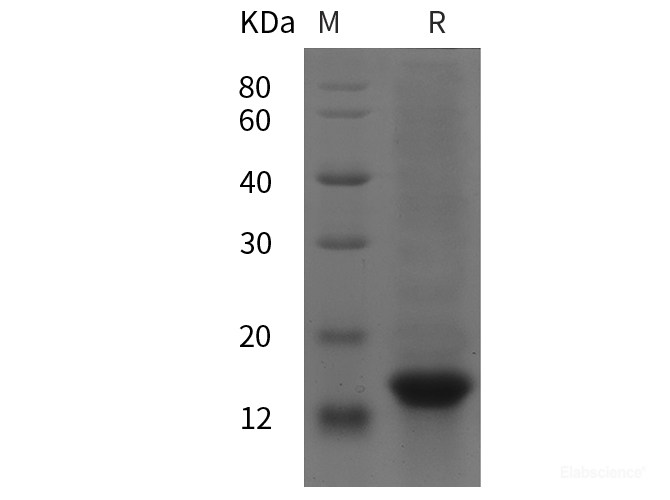 Quality Reliable Human BDNF protein (His tag) PDEH100216 at