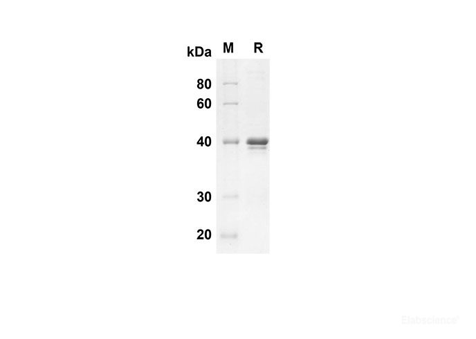 Recombinant Human HSP-27 Protein(Sumo Tag)-Elabscience