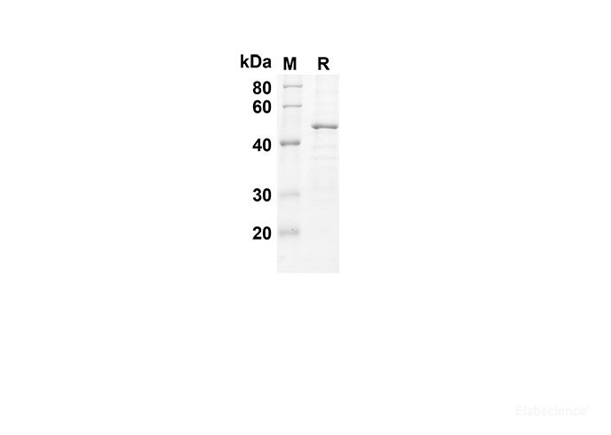 Recombinant Human IFNA2 Protein(Gst Tag)-Elabscience