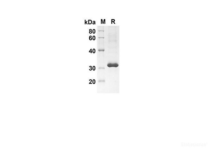 Recombinant Human CCL26 Protein(Trx Tag)-Elabscience