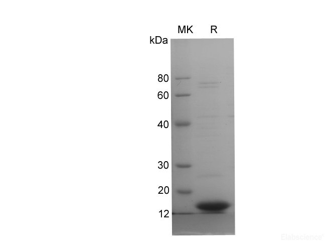 Recombinant Mouse TNF-α protein (His tag)