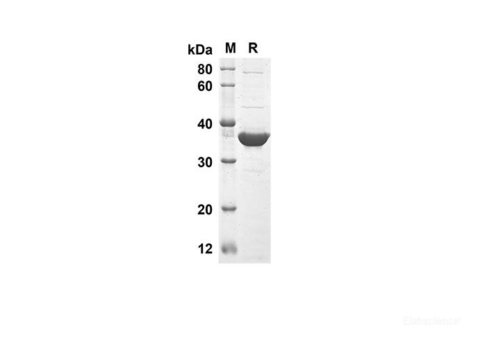 Recombinant Mouse TNFSF10 Protein(Trx Tag)-Elabscience