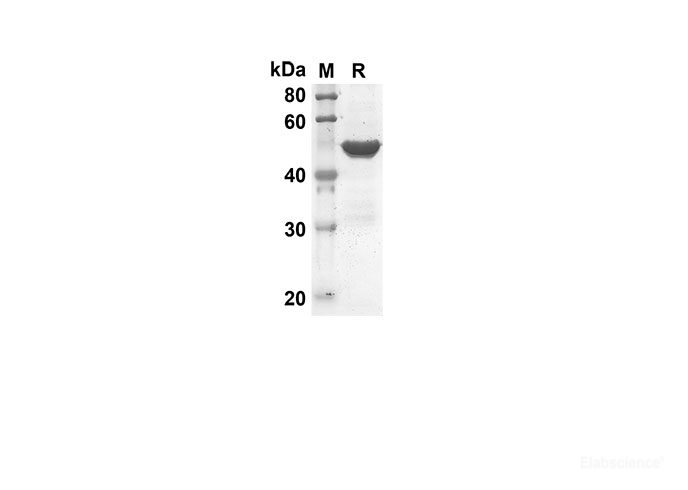 Recombinant Mouse TNFSF10 Protein(Gst Tag)-Elabscience