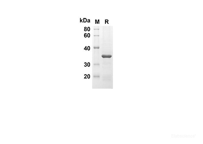 Recombinant Mouse IFNA2 Protein(Trx Tag)-Elabscience