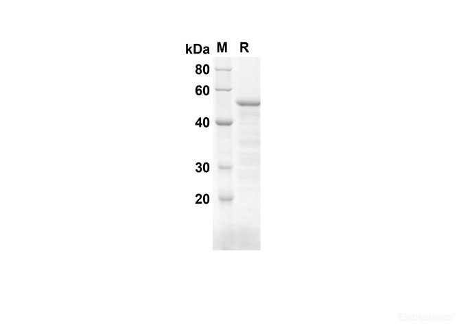 Recombinant Mouse CD34 Protein(Trx Tag)-Elabscience