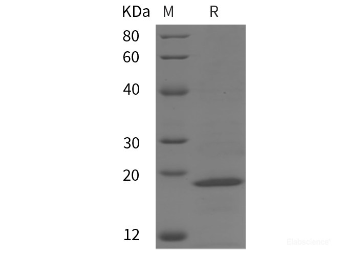 Recombinant Rabbit TNF-α protein (His tag)