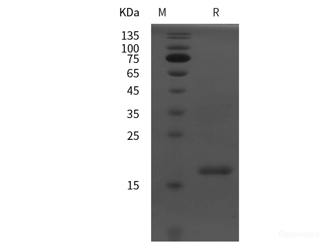 Recombinant Rat PPAR-α protein (His tag)