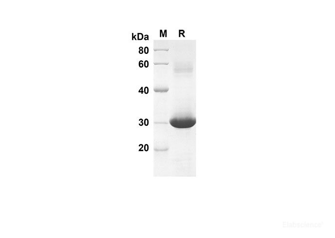 Recombinant Rat CXCL3 Protein(Trx Tag)-Elabscience